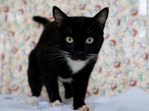 Gatos recolhidos no Mercado da Produção estão prontos para adoção