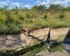 Homem de 68 anos é preso em flagrante por estuprar cachorro no DF