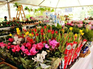 Festival das Flores de Holambra chega a Maceió nesta quinta-feira (27)