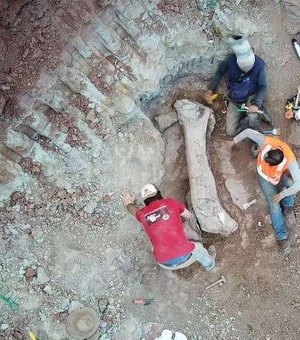 Fóssil de dinossauro gigante é achado em obra de ferrovia no Maranhão