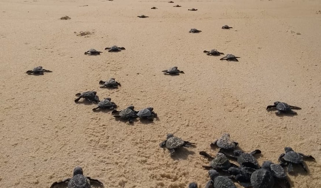 Biota e turistas preservam local de desova de tartarugas na Praia do Gunga