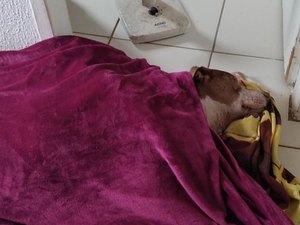 Cachorro com anemia e infecção no fígado necessita de ajuda