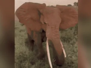 Elefante avança contra turistas e causa pânico em safári na África