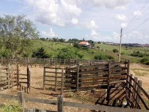 Em Arapiraca: Vacinação contra febre aftosa fecha feira do gado na próxima segunda-feira