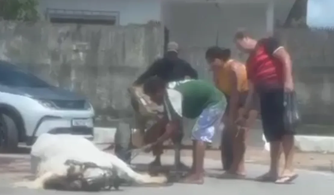 Polícia Civil localiza dono e apreende cavalos após denúncia no Benedito Bentes