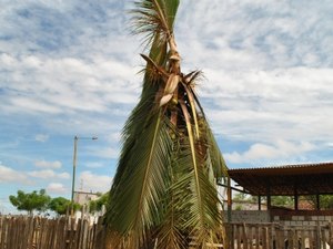 Raio atinge coqueiro e piscina em Arapiraca