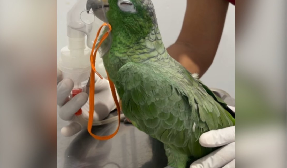 Maritaca recebe nebulização durante atendimento veterinário e encanta internautas com reação