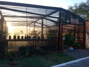 [Vídeo] Prefeitura de Arapiraca inaugura viveiro municipal para intensificar projeto de arborização na cidade