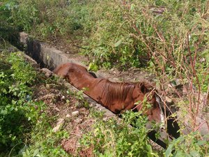 Cavalo passa horas preso em vala até o resgate dos bombeiros