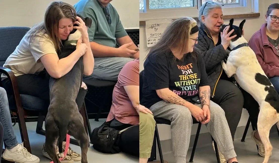 Inspirado em IA, abrigo realiza evento em que cães escolhem os tutores