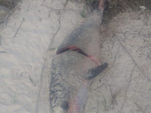 Golfinho é esquartejado e tem nadadeira arrancada por pescador