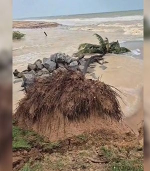 Coqueiro desaba na Praia de Jacarecica após chuvas e avanço do mar em Maceió