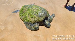 Tartaruga marinha encalha na praia de Garça Torta, em Maceió