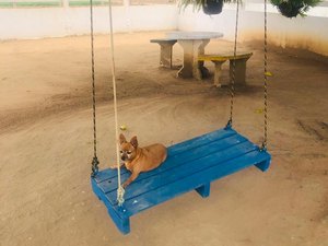 Família Arapiraquense pede ajuda  para encontrar cachorrinha desaparecida