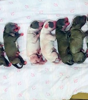 'Vira-lata' dá à luz 16 filhotes em cesariana de 2 horas