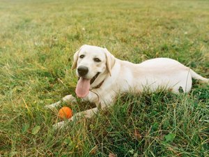 Homem cancela casamento depois de noiva ser negligente com cachorro