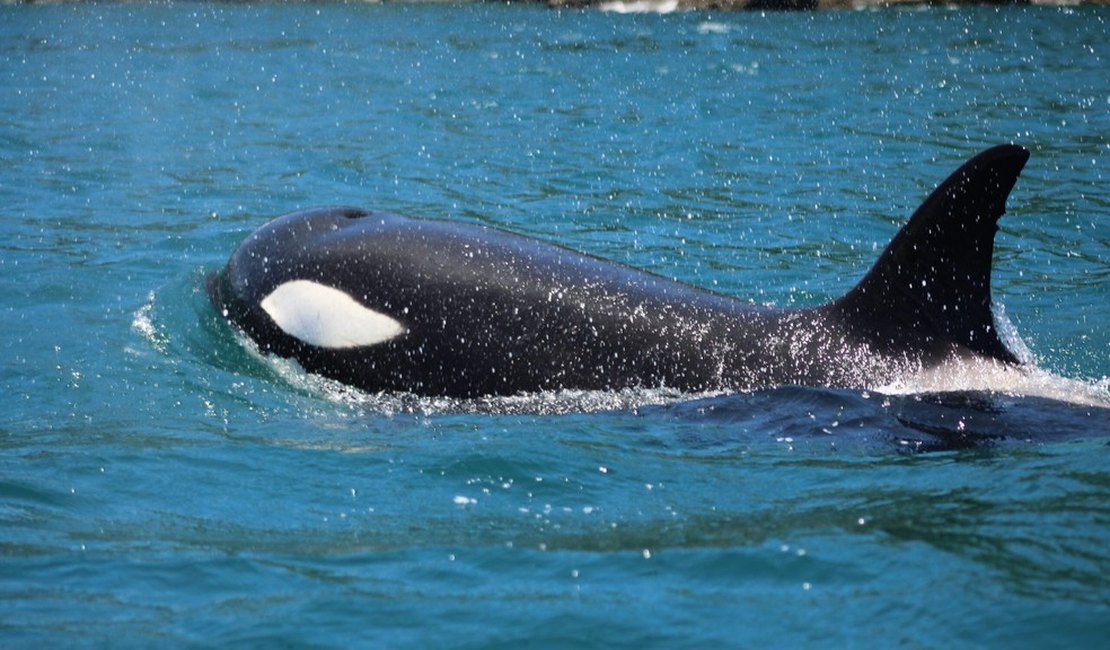 Grupo de oito orcas é avistado em Ilhabela, SP