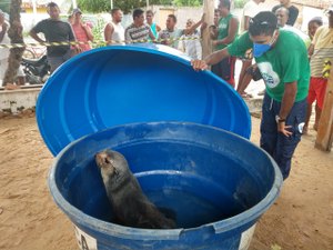 Lobo marinho é encontrado com vida na praia do Pontal de Coruripe