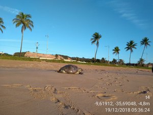 Tartaruga é encontrada morta na Praia de Jacarecica, em Maceió