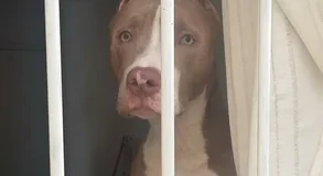 Criança é atacada por cão da raça pitbull em São Miguel dos Milagres