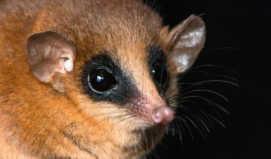 Cientistas descobrem nova espécie de mamífero após anos de estudo no Peru