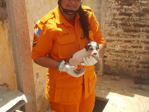 Filhote de cachorro cai em cacimba na cidade de Arapiraca