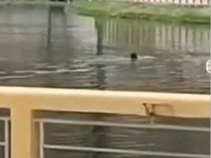 Homem mergulha em lago com dezenas de jacarés em Palmeira dos Índios