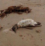 Dois pinguins foram encontrados encalhados no litoral de Maragogi