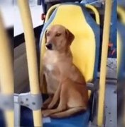 Cachorro é filmado sentado como um passageiro comum em ônibus e viraliza