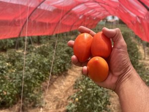 Projeto inovador aumenta a produção de tomates em 14 toneladas no Sertão e Agreste