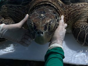 Tartaruga-verde é encontrada presa em curral de pesca na Praia de Ipioca
