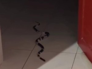 Moradores se assustam ao encontrar cobra dentro de casa na parte alta de Maceió