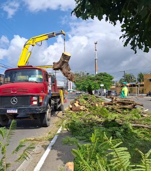 Árvore cai, bloqueia avenida principal de Murilópolis e deixa trânsito lento