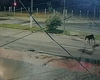 Cavalo solto na pista causa acidente na Avenida Josefa de Melo, em Maceió