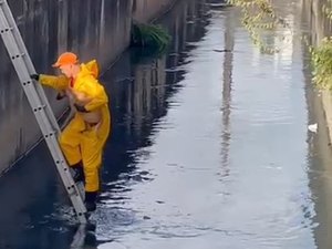 Bombeiro resgata cachorro encontrado em córrego na Avenida Dona Constança