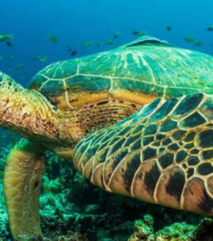 MPF obtém condenação de Município, União, Ibama e ICMBio para proteção das tartarugas marinhas