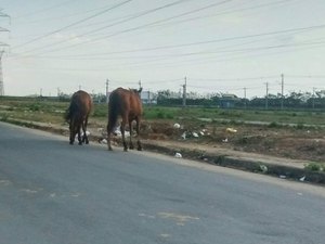 Mesmo após acidente com vítima fatal, cavalos continuam soltos em Rio Largo