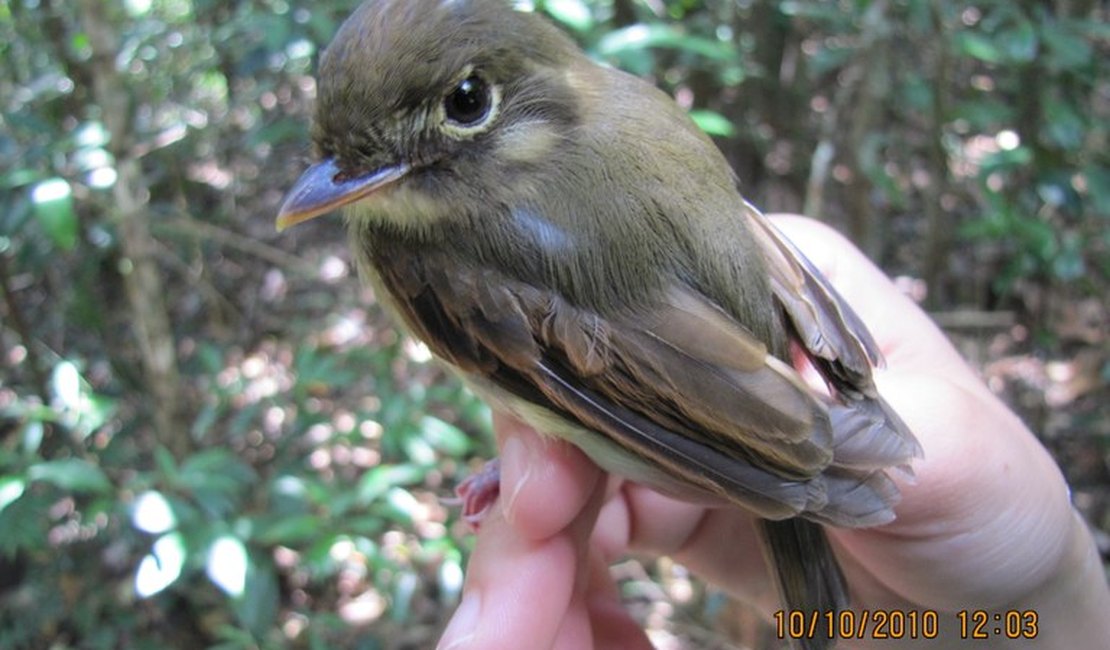 Pesquisa identifica na Mata Atlântica alagoana ave rara no Nordeste
