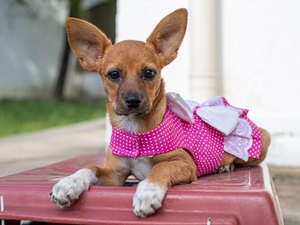 Guarda de pets já pode ser registrada em cartórios de Alagoas; saiba como