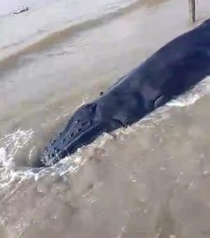 Filhote de baleia-jubarte encalha vivo em praia de Maragogi