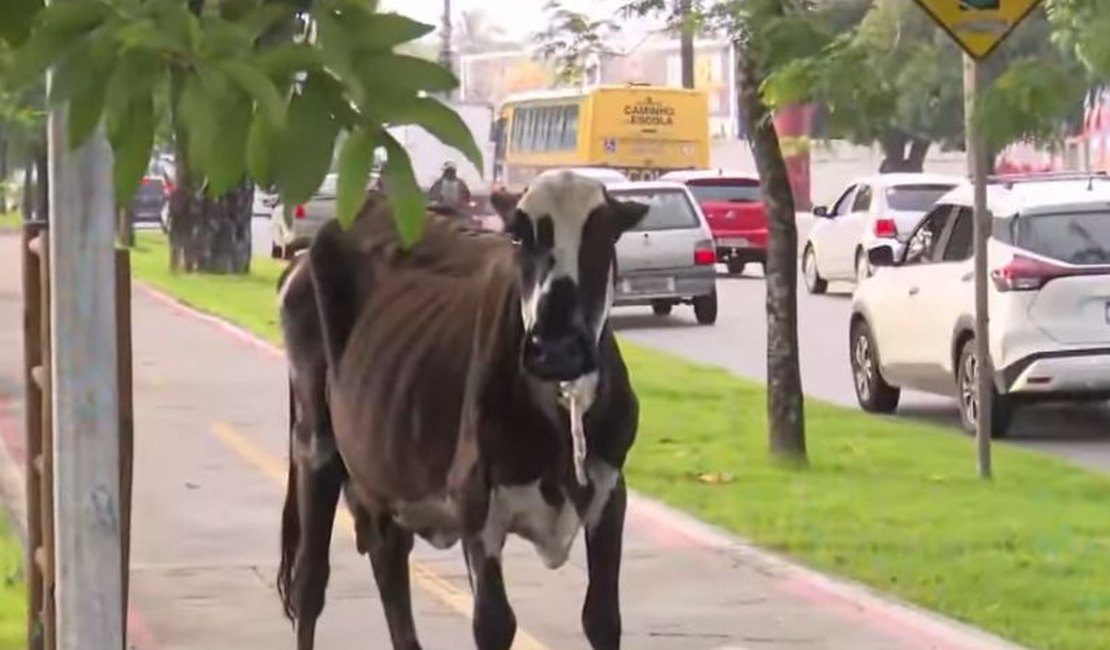 Vaca é flagrada “passeando” na Av. Durval de Góes Monteiro e causa tumulto em Maceió