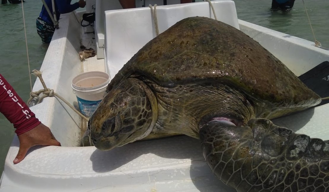 Tartaruga marinha enroscada em lixo é resgatada em Maragogi