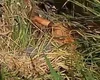 Cadáver com sinais de violência é encontrado às margens da rodovia BR-416 em Colônia Leopoldina