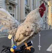 Galo garnisé participa de procissão de Corpus Christi com terço no pescoço em cima de bicicleta