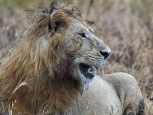 Caçador pisoteado por elefante é comido por leões na África do Sul