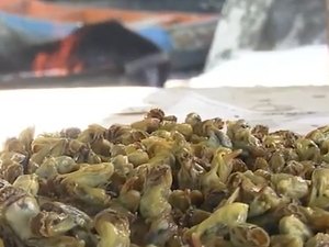 Escassez de sururu piora com fortes chuvas em Alagoas