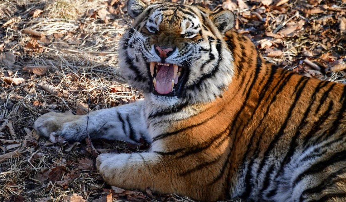 Tigre mata tratadora em frente a visitantes de zoológico em Zurique
