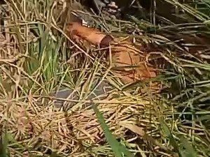 Cadáver com sinais de violência é encontrado às margens da rodovia BR-416 em Colônia Leopoldina