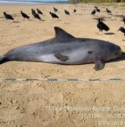 Golfinho com manchas de óleo é encontrado morto no litoral sul de Alagoas