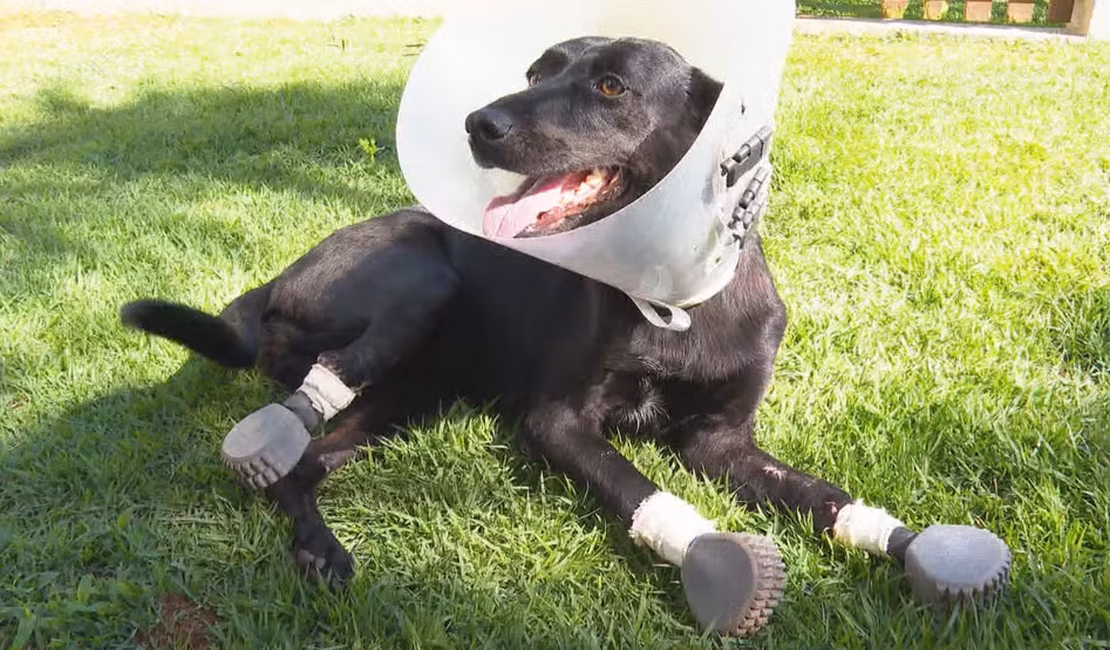 Após cirurgia inédita, cadela que teve 3 patas amputadas pelo tutor volta a andar com ajuda de próteses